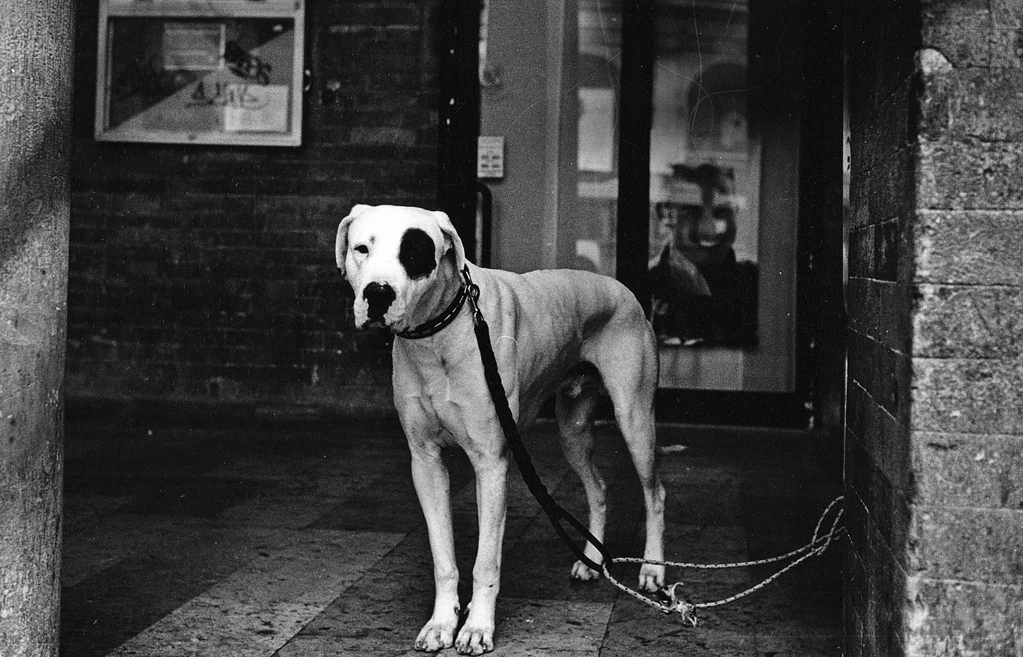 dog1